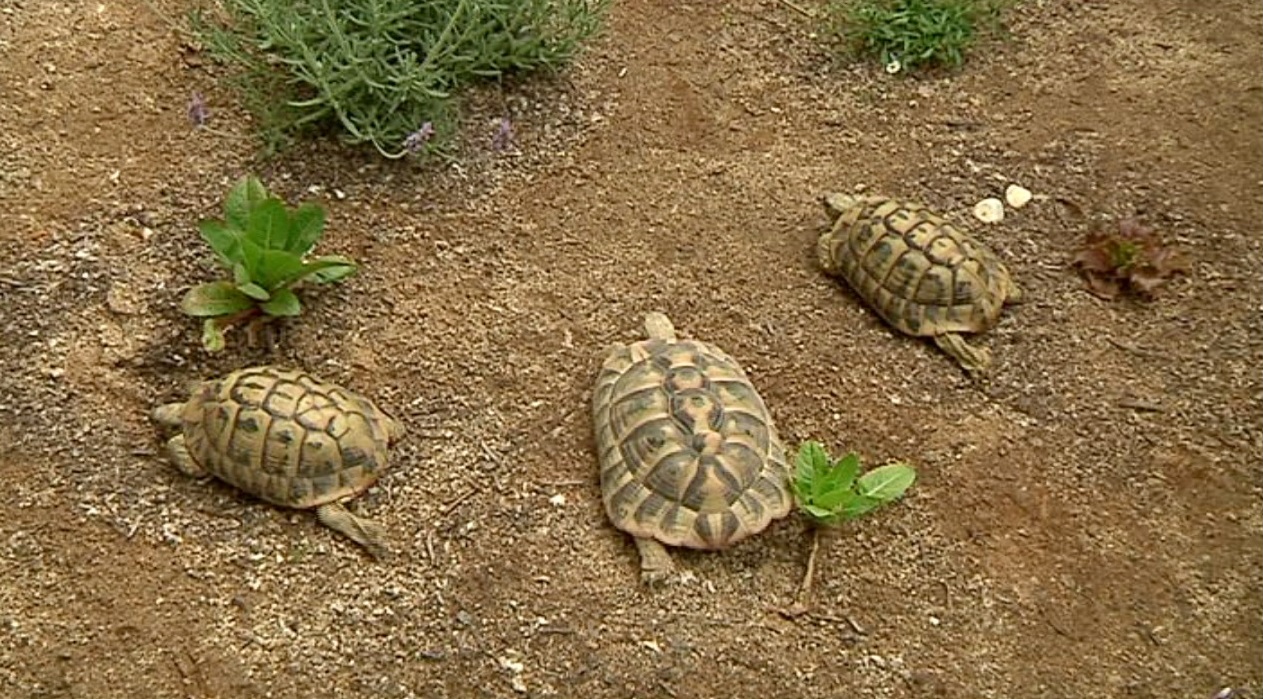tortugues